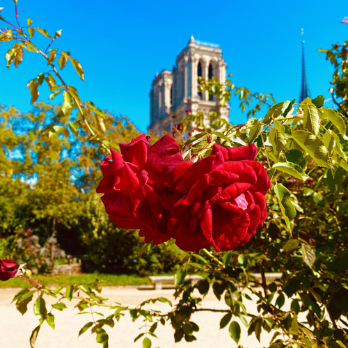 KI generiert: Im Vordergrund sind leuchtend rote Rosen zu sehen, während im Hintergrund die Türme einer gotischen Kathedrale aufragen. Der Fokus liegt auf den Rosen vor dem klaren blauen Himmel.